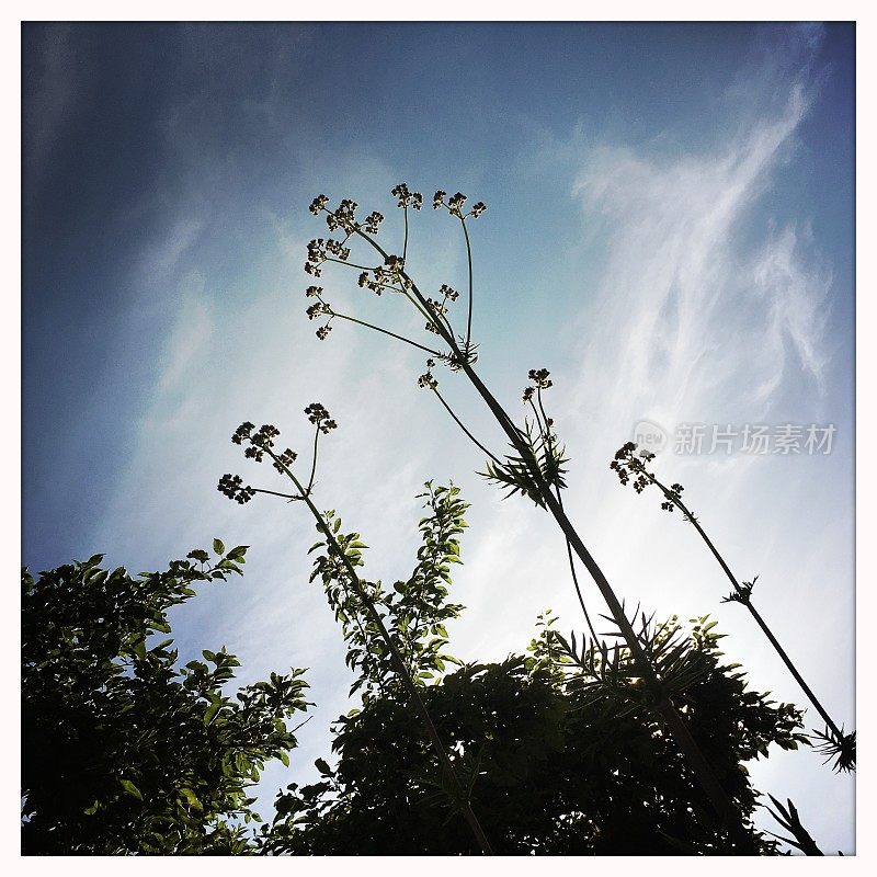 缬草(Valeriana officinalis, caprifolaceae)是一种多年生开花植物，原产于欧洲和亚洲。